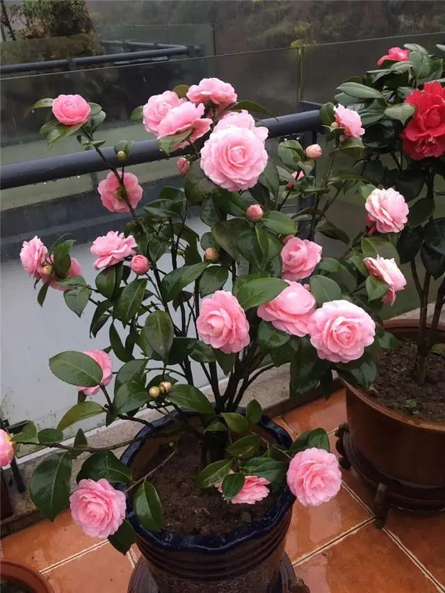 大盆栽綠植_大盆栽什么植物好養(yǎng)_盆栽長(zhǎng)得大嗎