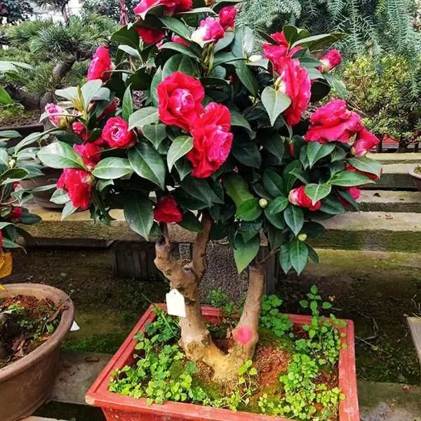 大盆栽什么植物好養(yǎng)_大盆栽綠植_盆栽長(zhǎng)得大嗎