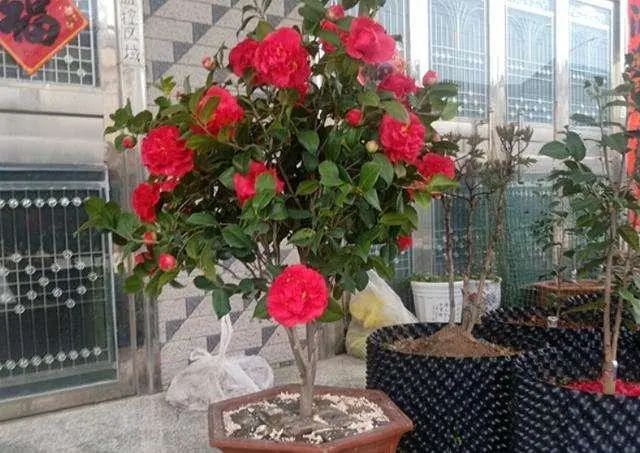大盆栽什么植物好養(yǎng)_盆栽長(zhǎng)得大嗎_大盆栽綠植