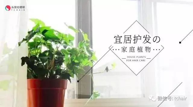 孕婦養放在適合花家里的花草_孕婦養放在適合花家里的植物_孕婦適合養什么花放在家里