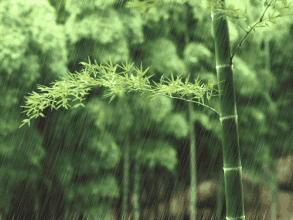 孕婦養放在適合花家里的植物_孕婦養放在適合花家里的花草_孕婦適合養什么花放在家里