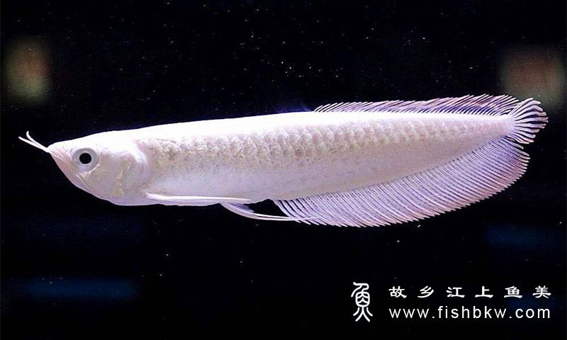 盤點(diǎn)10大名貴的觀賞魚，一條能買一套房 ！