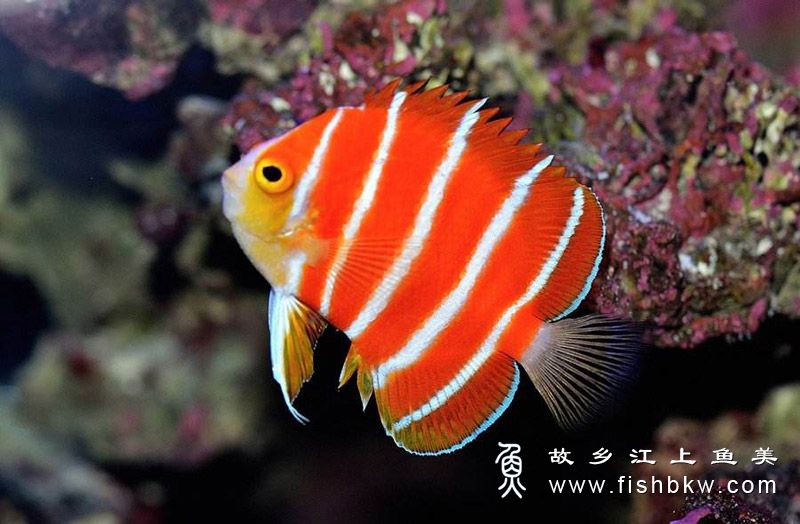 常見觀賞魚品種_十種觀賞魚_罕見的觀賞魚