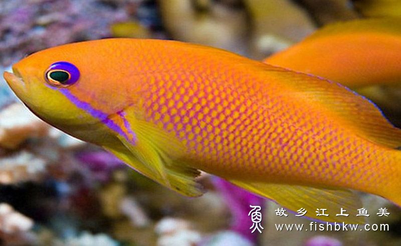 罕見的觀賞魚_常見觀賞魚品種_十種觀賞魚