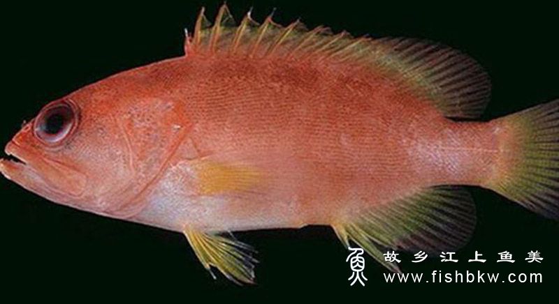 十種觀賞魚_罕見的觀賞魚_常見觀賞魚品種
