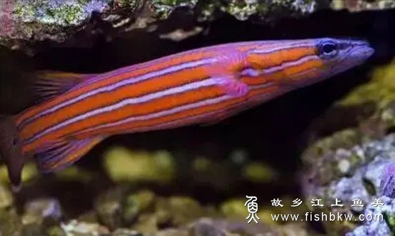 常見觀賞魚品種_罕見的觀賞魚_十種觀賞魚