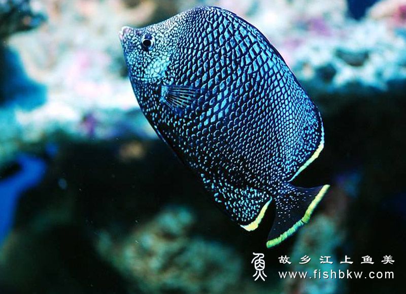 十種觀賞魚_罕見的觀賞魚_常見觀賞魚品種