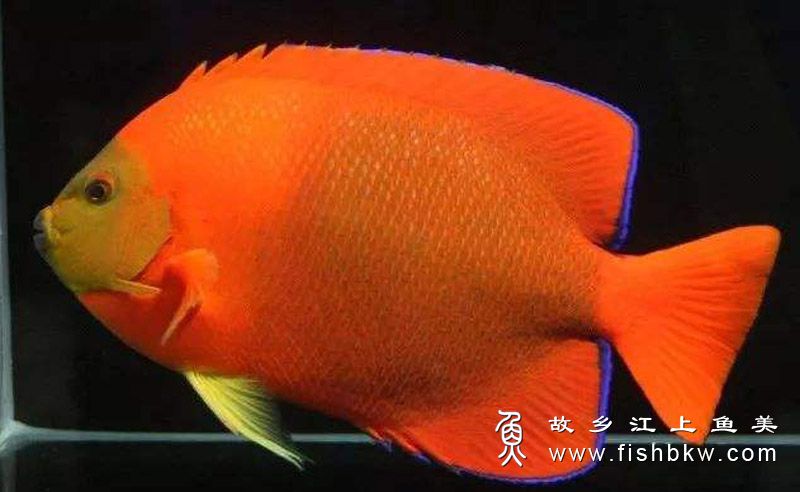 常見觀賞魚品種_十種觀賞魚_罕見的觀賞魚