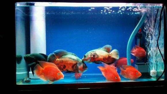 一米的魚缸鸚鵡魚、地圖和藍鯊養在一起行嗎，需要注意什么？