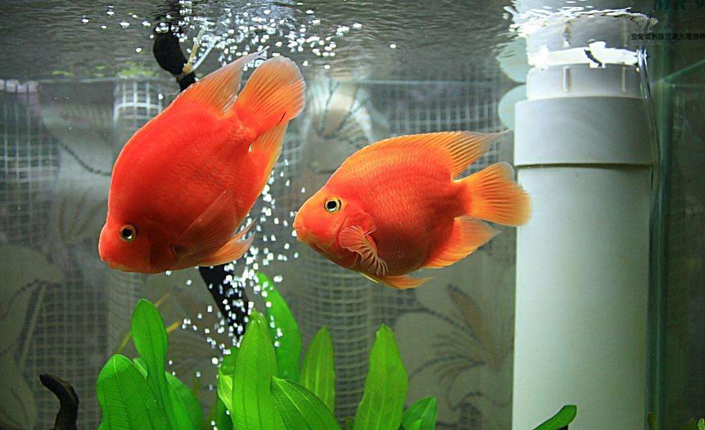 看起來像鯊魚的魚_有一種魚長的像鯊魚_像鯊魚一樣的觀賞魚