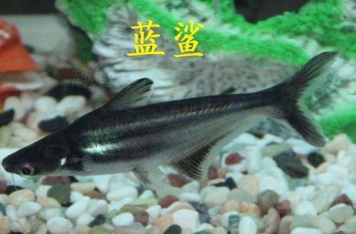 有一種魚長的像鯊魚_像鯊魚一樣的觀賞魚_看起來像鯊魚的魚