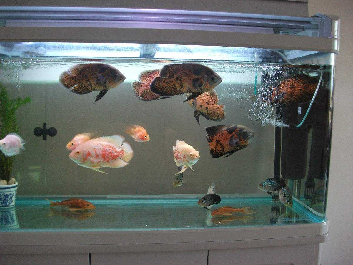 像鯊魚一樣的觀賞魚_有一種魚長的像鯊魚_看起來像鯊魚的魚