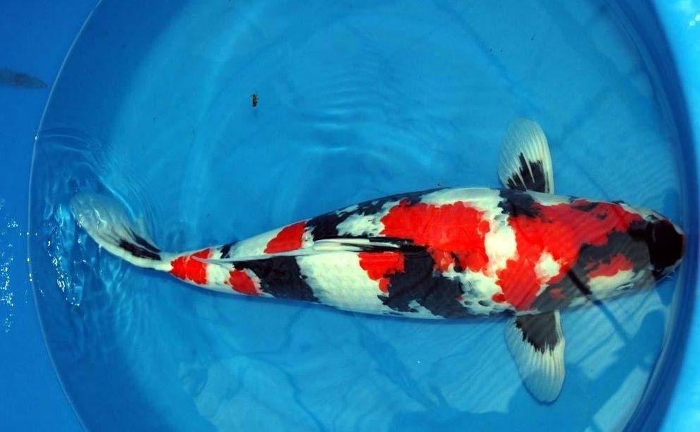 觀賞魚水族鹽有用嗎_水族觀賞魚專用鹽_觀賞鹽水族魚用有毒素嗎