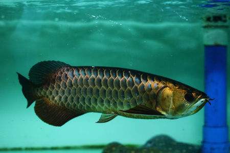 水族觀賞魚專用鹽_觀賞鹽水族魚用有毒素嗎_觀賞魚水族鹽有用嗎