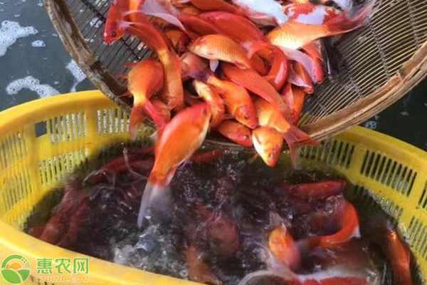 觀賞魚(yú)的食物_觀賞魚(yú)類(lèi)_觀賞魚(yú)的魚(yú)食