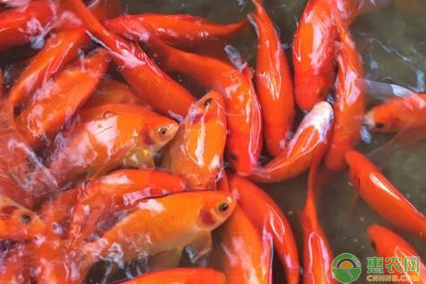 觀賞魚(yú)的魚(yú)食_觀賞魚(yú)類(lèi)_觀賞魚(yú)的食物