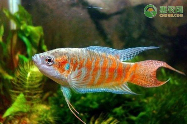適合家養的小型觀賞魚