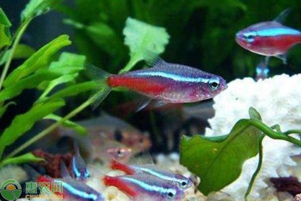 觀賞魚大型有哪些品種_觀賞魚大型有什么品種_大型觀賞魚有哪些