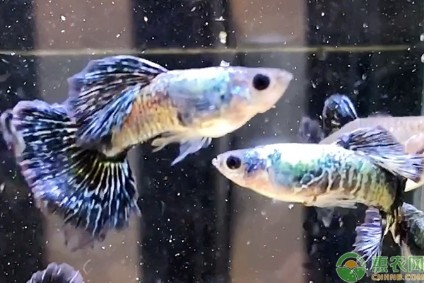 觀賞魚大型有什么品種_觀賞魚大型有哪些品種_大型觀賞魚有哪些