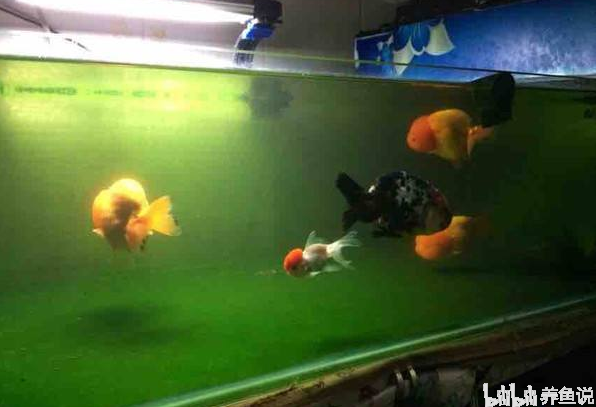 魚缸常出現這些“臟東西”，可它們對觀賞魚好，也能凈化魚缸水質