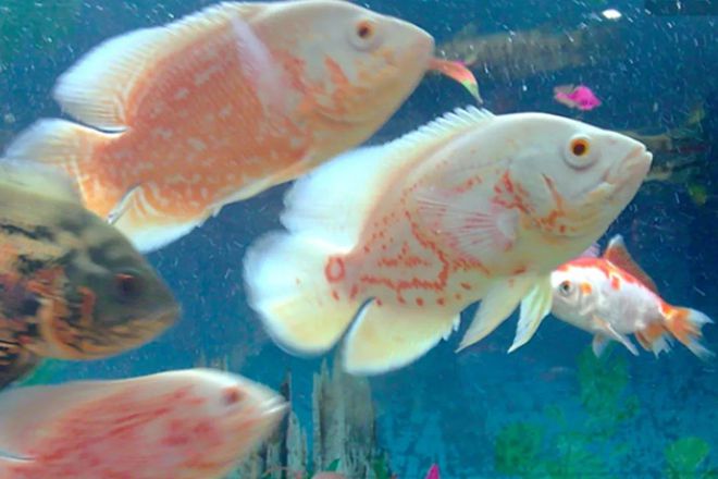 觀賞魚適合的溫度是多少_觀賞魚一般溫度達到多少為宜_觀賞魚的溫度