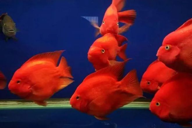 觀賞魚一般溫度達到多少為宜_觀賞魚的溫度_觀賞魚適合的溫度是多少