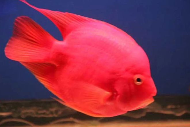 觀賞魚適合的溫度是多少_觀賞魚的溫度_觀賞魚一般溫度達到多少為宜