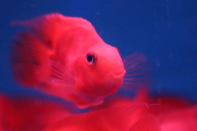 觀賞魚的溫度_觀賞魚適合的溫度是多少_觀賞魚一般溫度達到多少為宜