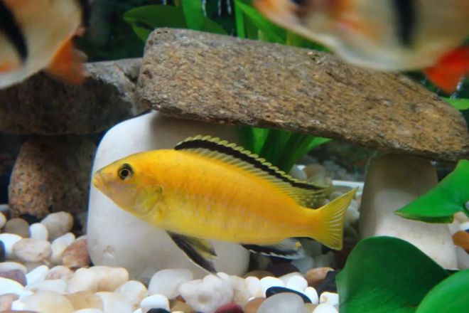 觀賞魚適合的溫度是多少_觀賞魚一般溫度達到多少為宜_觀賞魚的溫度