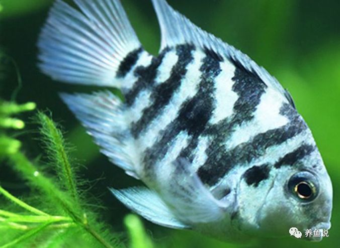 迷你鸚鵡魚(yú)怎么養(yǎng)？迷你鸚鵡魚(yú)飼養(yǎng)繁殖全攻略在這兒