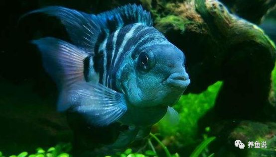 迷你觀賞鸚鵡魚圖片_觀賞魚迷你鸚鵡_鸚鵡魚迷你鸚鵡