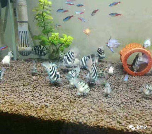 迷你觀賞鸚鵡魚圖片_鸚鵡魚迷你鸚鵡_觀賞魚迷你鸚鵡