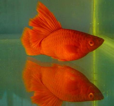月光觀賞魚養殖_月光魚觀賞魚_月光魚魚苗怎么養