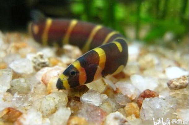 長得像蛇的有趣觀賞魚，小型觀賞魚好搭檔，清潔魚缸底能手