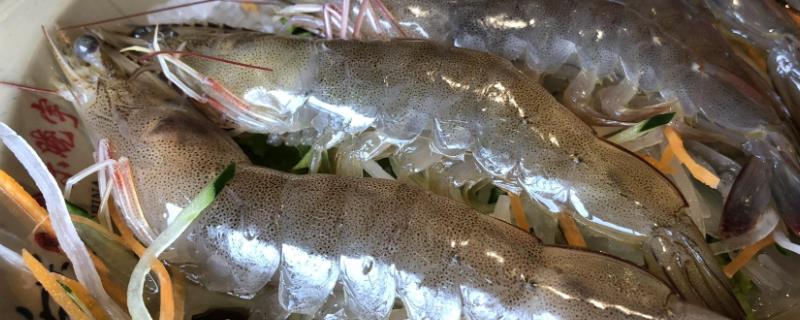 青蝦和魚怎么混養，長成小蝦才能投放鰱、鳙等魚種