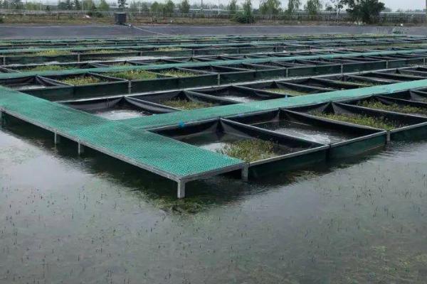 觀賞魚蝦混養視頻播放_觀賞魚蝦混養最佳模式_觀賞魚蝦混養
