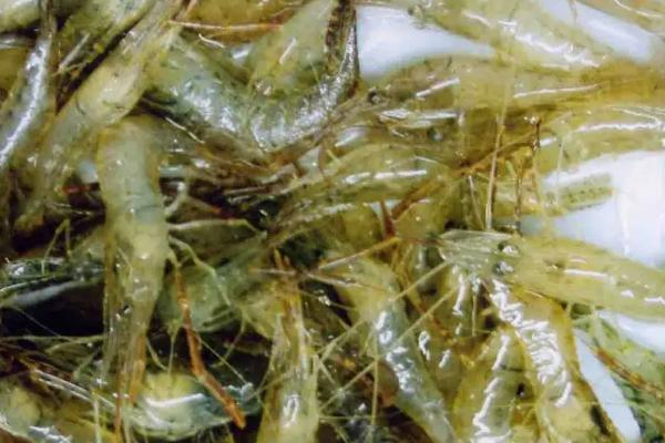 觀賞魚蝦混養最佳模式_觀賞魚蝦混養_觀賞魚蝦混養視頻播放