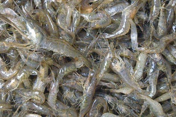 觀賞魚蝦混養_觀賞魚蝦混養視頻播放_觀賞魚蝦混養最佳模式