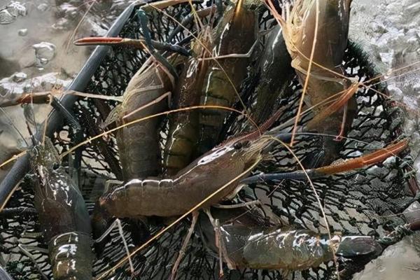 觀賞魚蝦混養視頻播放_觀賞魚蝦混養_觀賞魚蝦混養最佳模式