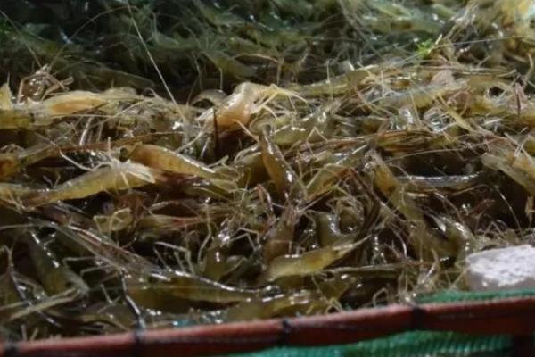 觀賞魚蝦混養最佳模式_觀賞魚蝦混養視頻播放_觀賞魚蝦混養