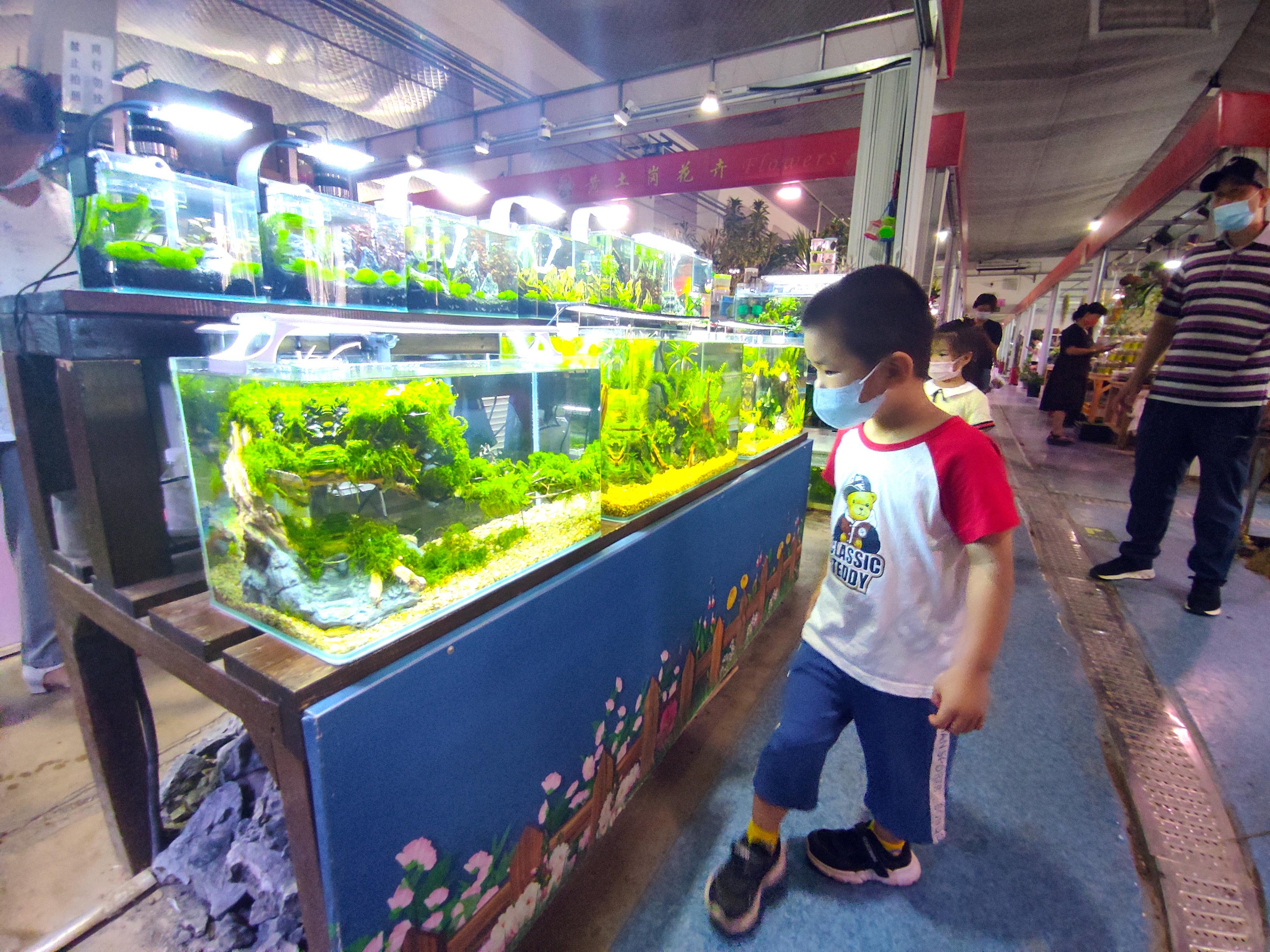 北京觀賞魚批發(fā)市場在哪里_北京賣觀賞魚的市場_批發(fā)觀賞魚北京市場地址