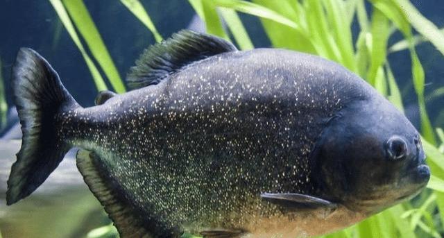 微型淡水觀賞魚_微型觀賞淡水魚圖片_微型觀賞淡水魚有哪些