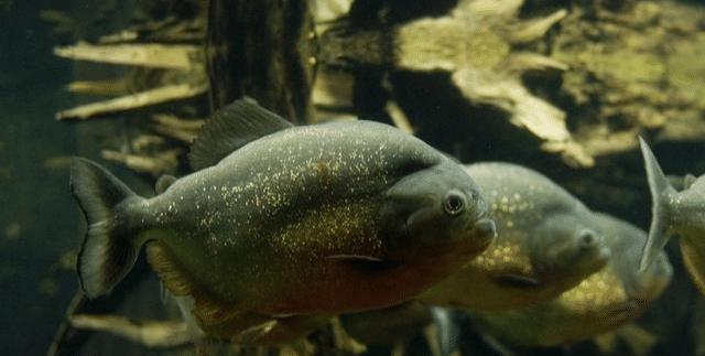 微型淡水觀賞魚_微型觀賞淡水魚圖片_微型觀賞淡水魚有哪些