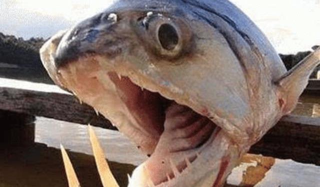 微型觀賞淡水魚圖片_微型觀賞淡水魚有哪些_微型淡水觀賞魚