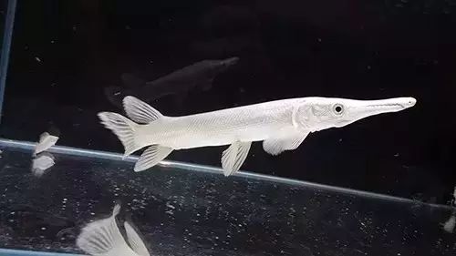 曾經(jīng)身價百萬級別的觀賞魚品種，現(xiàn)在白菜價甩賣，暴跌到百元級別