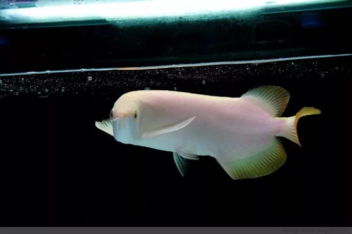 什么時間買觀賞魚好_觀賞魚什么時候買的最好_觀賞魚買好時間能活多久