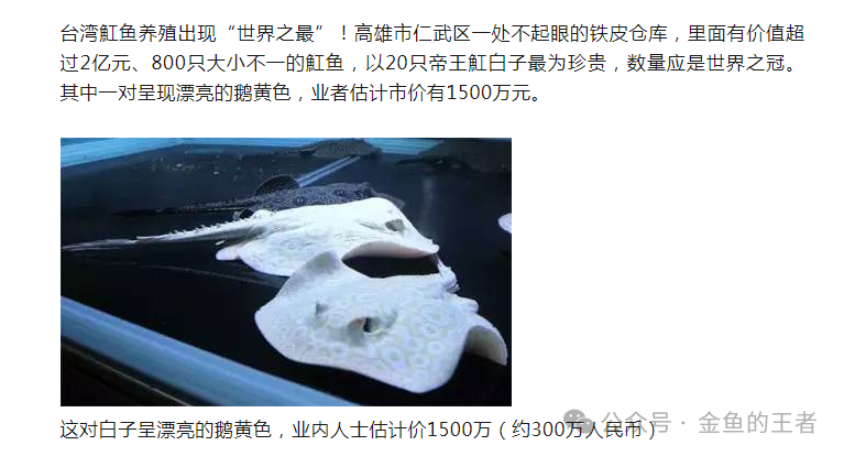 觀賞魚什么時候買的最好_什么時間買觀賞魚好_觀賞魚買好時間能活多久