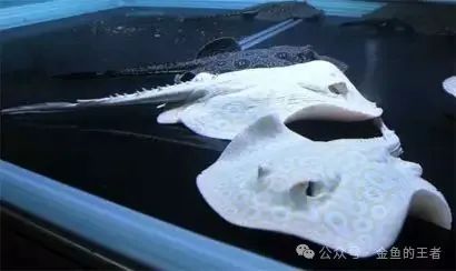 觀賞魚買好時間能活多久_觀賞魚什么時候買的最好_什么時間買觀賞魚好