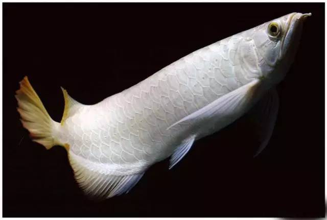 觀賞魚什么時候買的最好_觀賞魚買好時間能活多久_什么時間買觀賞魚好