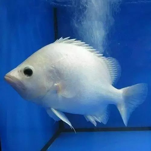 觀賞魚買好時間能活多久_觀賞魚什么時候買的最好_什么時間買觀賞魚好